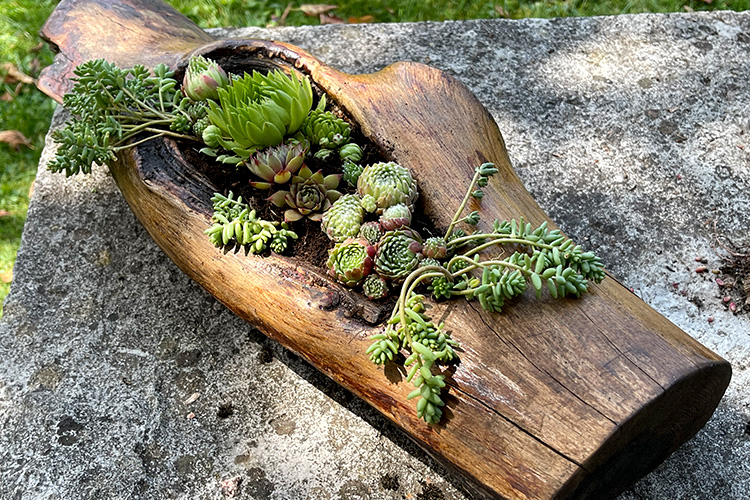 Small garden for succulents made from scrap wood